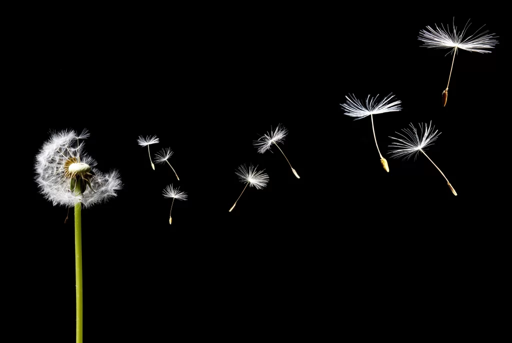 White Dandelion Seedling Delicate Feathery Black Background