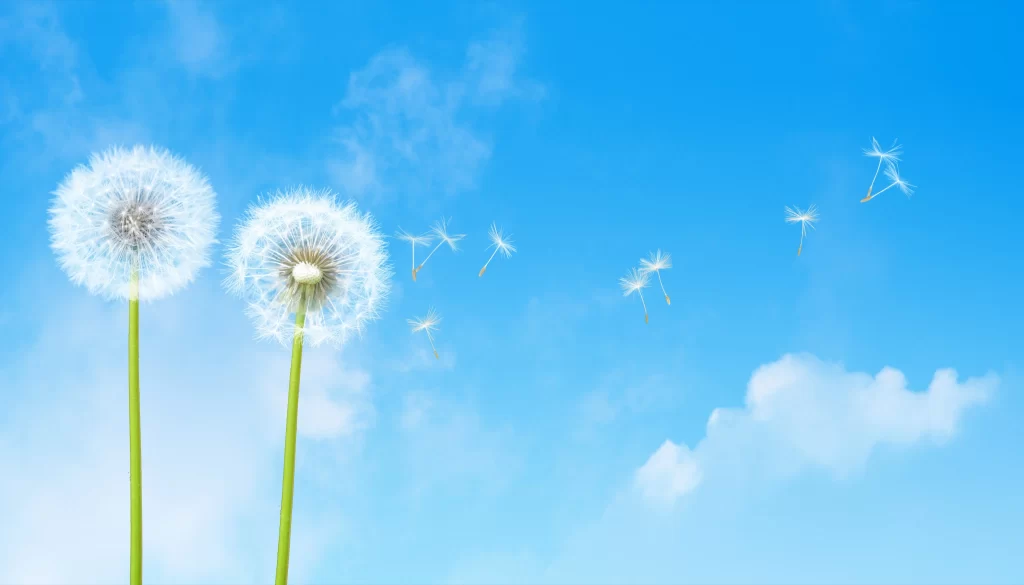 White Dandelion Seedlings Blue Sky Green Stems
