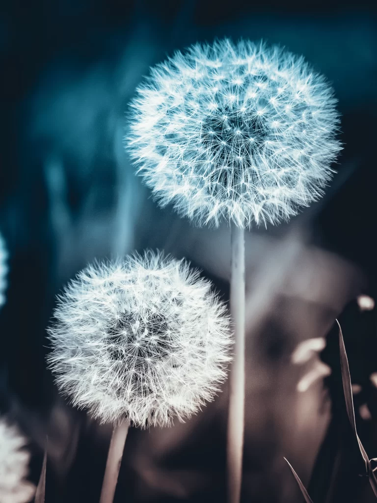 White Dandelion Spherical Delicate Feathery Softness Nature