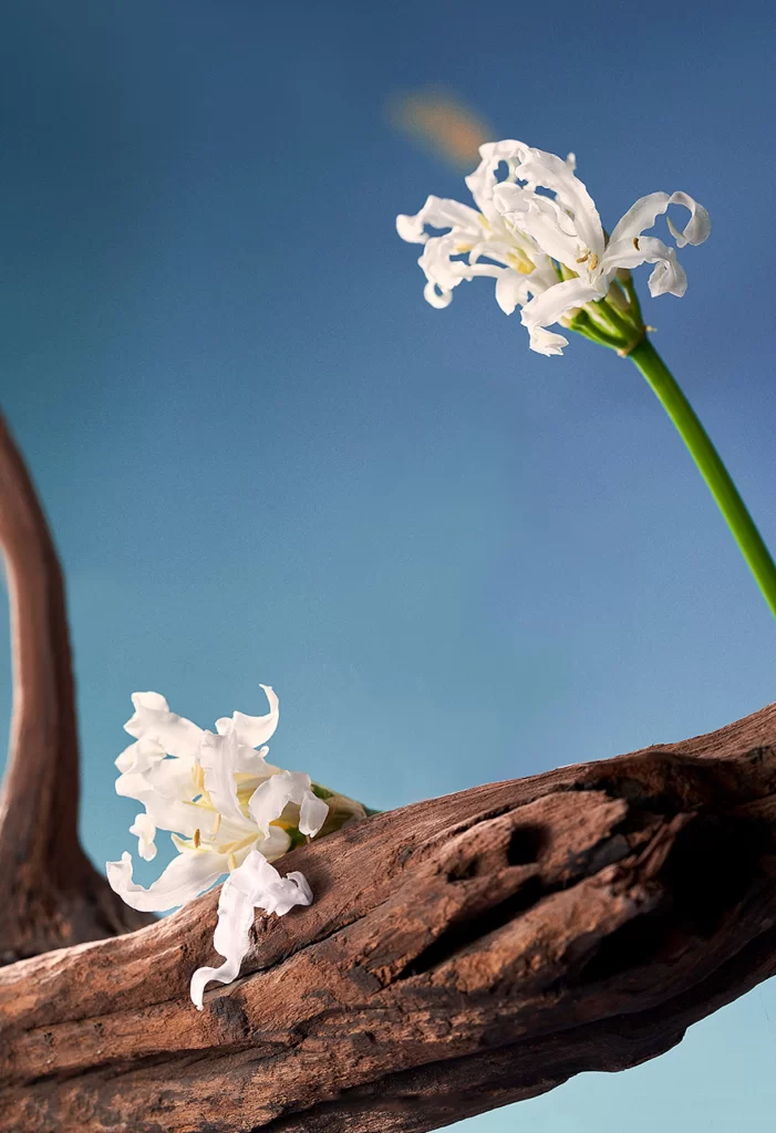 White Flowers Driftwood Nature