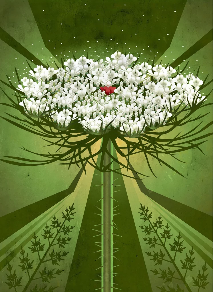 White Flowers Green Stem Thorns Red Center