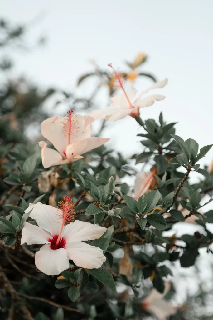 White Hibiscus Petals Green Leaves Red Center