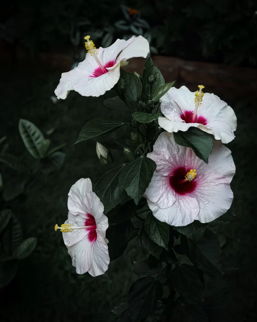 White Hibiscus Petals Red Center Yellow Stamen Dark Background