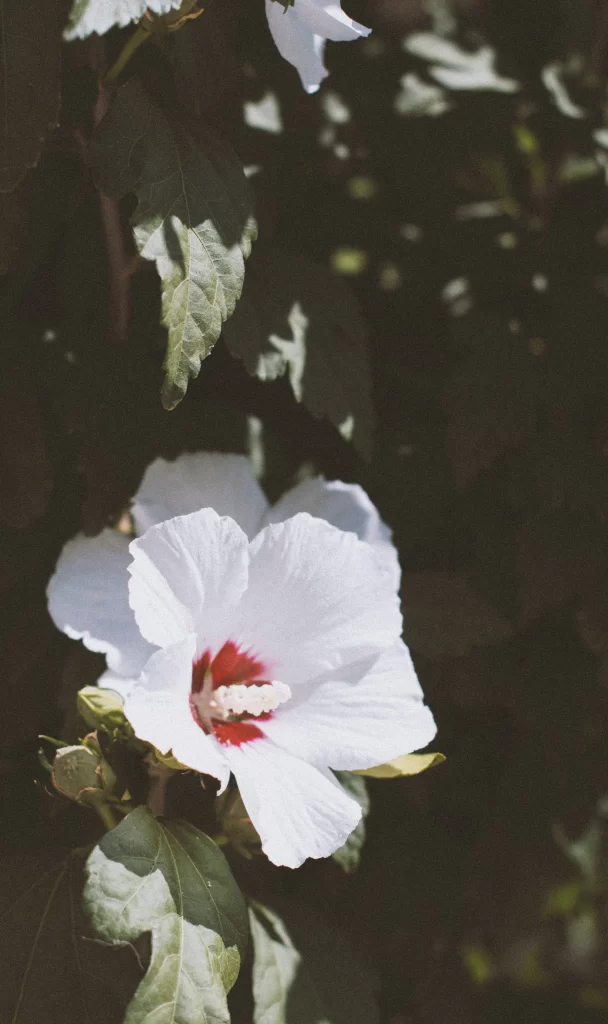 White Hibiscus Petals Red Center Green gray Leaves