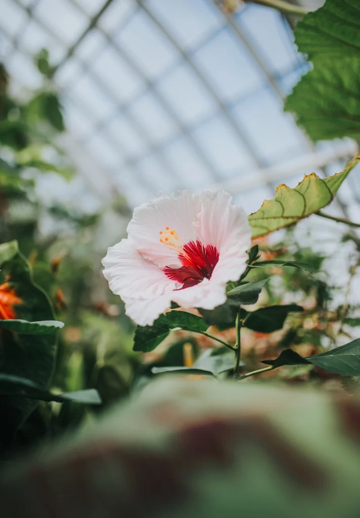 White Hibiscus Petals Red Center Green gray Leaves