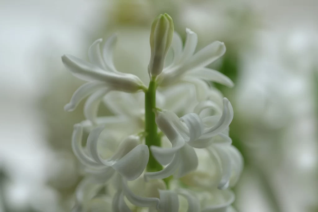 White Hyacinth Blooming Petals Green Stalk