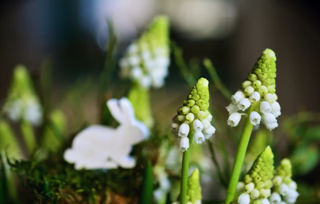White Hyacinth Blooms Green Stems Delicate Petals