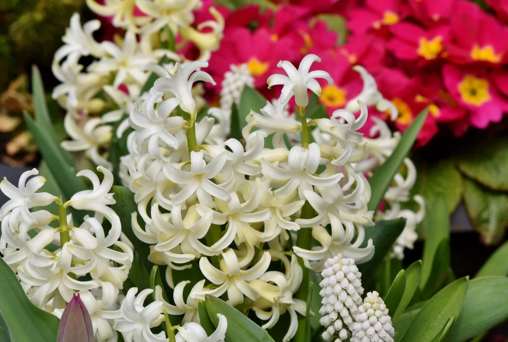 White Hyacinth Blooms Petals Green Leaves