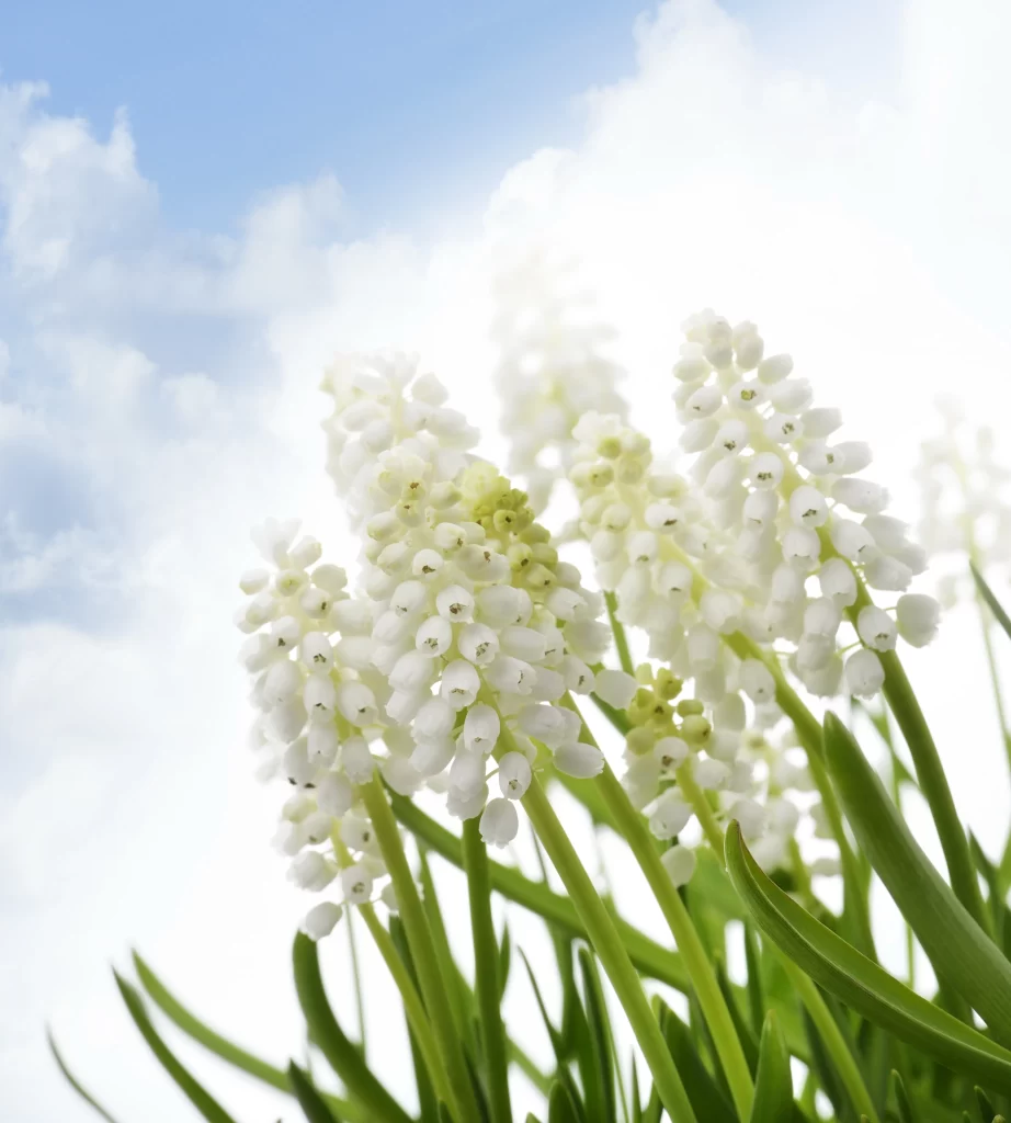 White Hyacinth Cluster Petals Green Stems Blue Sky