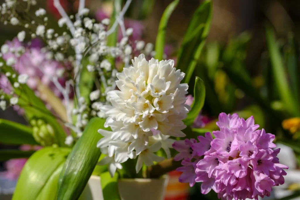 White Hyacinth Cluster Petals Green Leaves