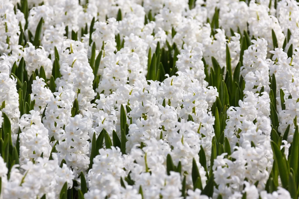 White Hyacinth Dense Blooms Green Leaves