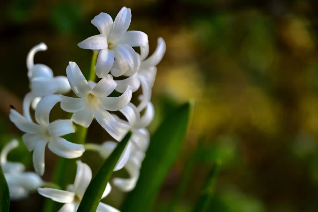 White Hyacinth Petals Green Leaves
