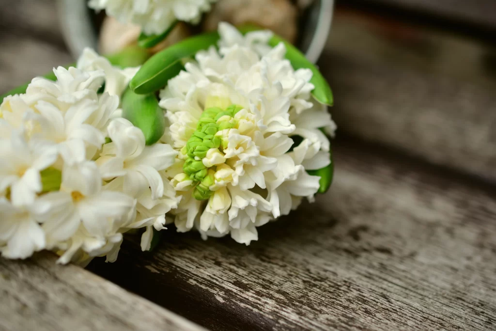 White Hyacinth Petals Green Leaves Blooming
