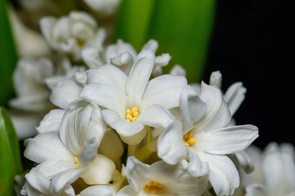 White Hyacinth Petals Yellow Stamen Green Leaves