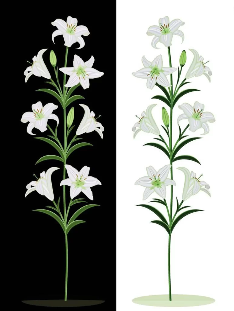 White Lilies Flower Plant