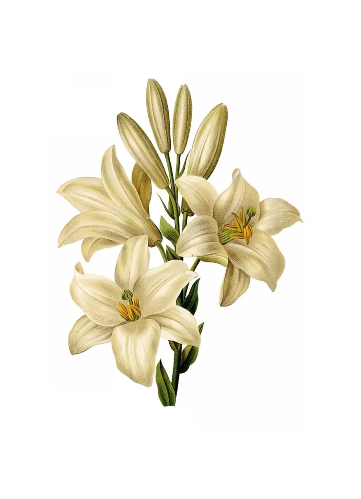 White Lily Flower Blooms