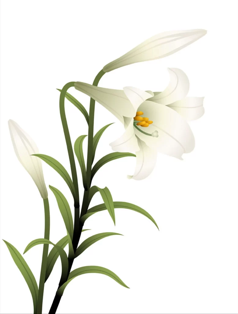 White Lily Flower Blossom Green Leaves
