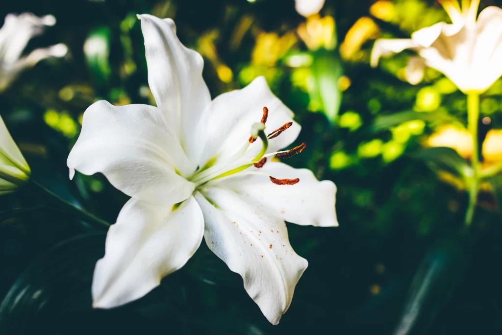 White Lily Trumpet Blooms Close Up Garden