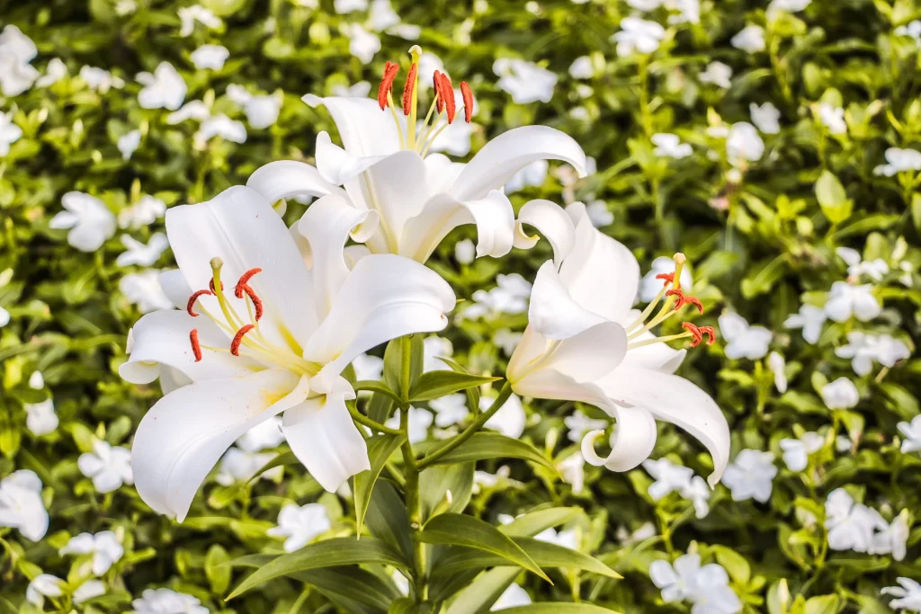 White Lily Trumpet Blooms Red Stamens Green Leaves