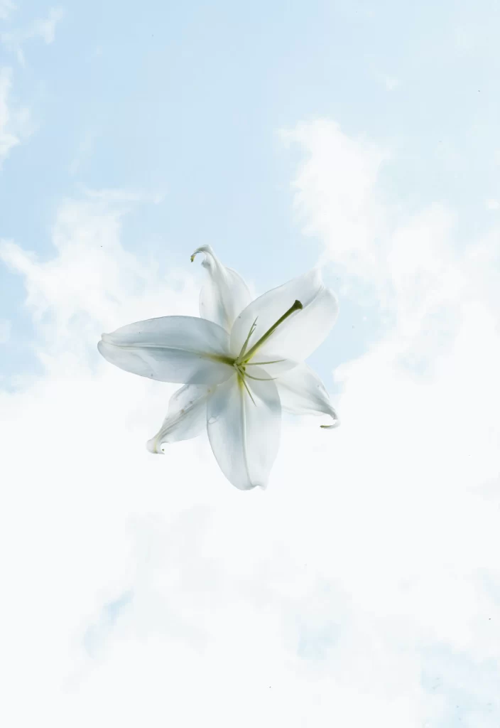 White Lily Trumpet Shaped Petals Green Stamen
