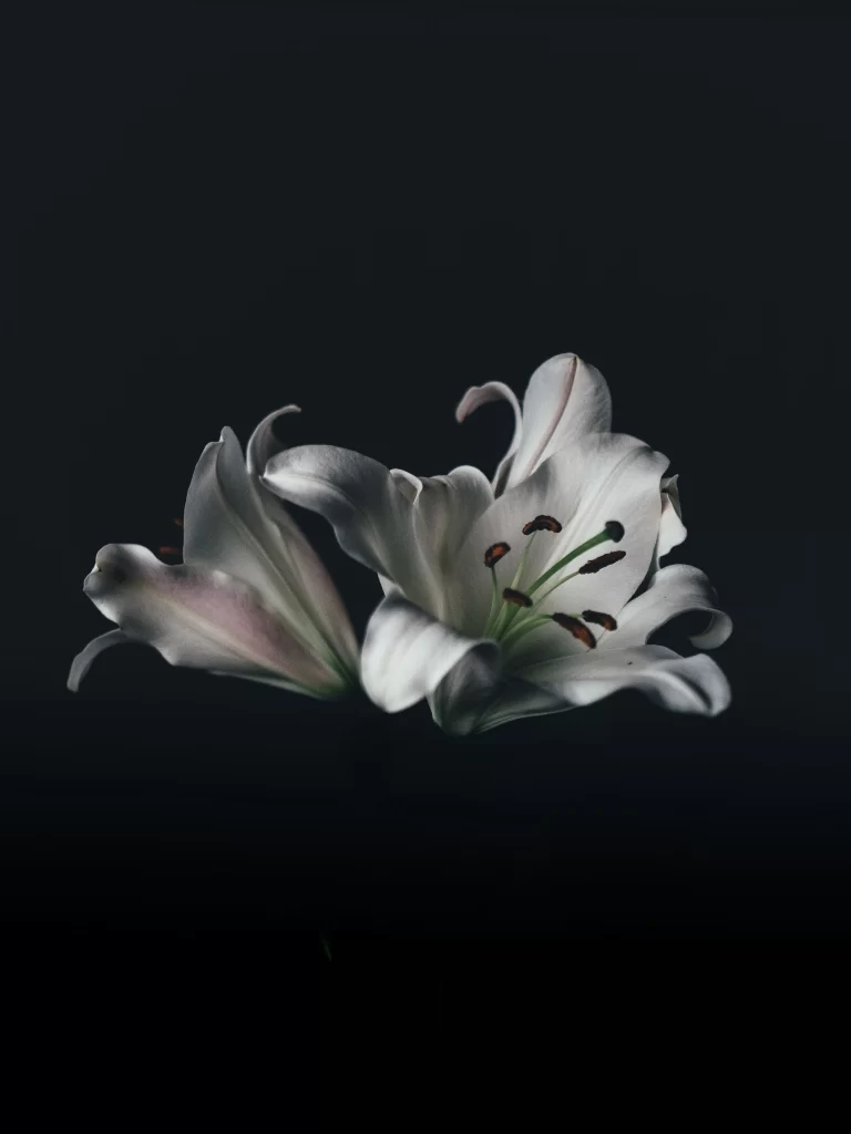 White Lily Trumpet-shaped Blooms Petals Stamen