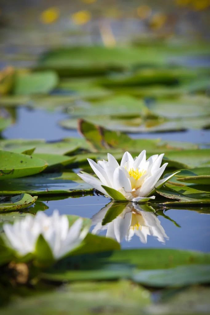 White Lotus Flower Green Leaf Pond warm Water