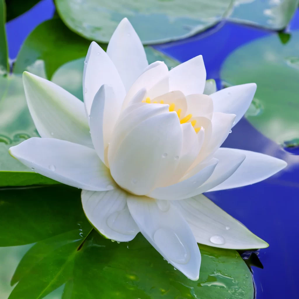 White Lotus Flower Green Leaf Pond gray Water