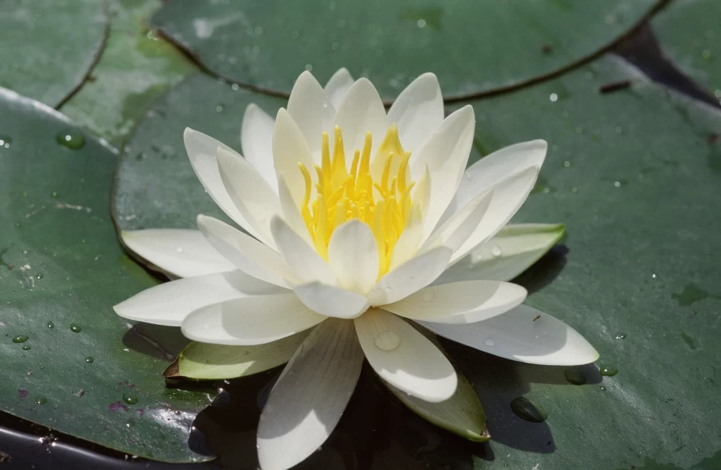 White Lotus Flower Yellow Center Green Leaf