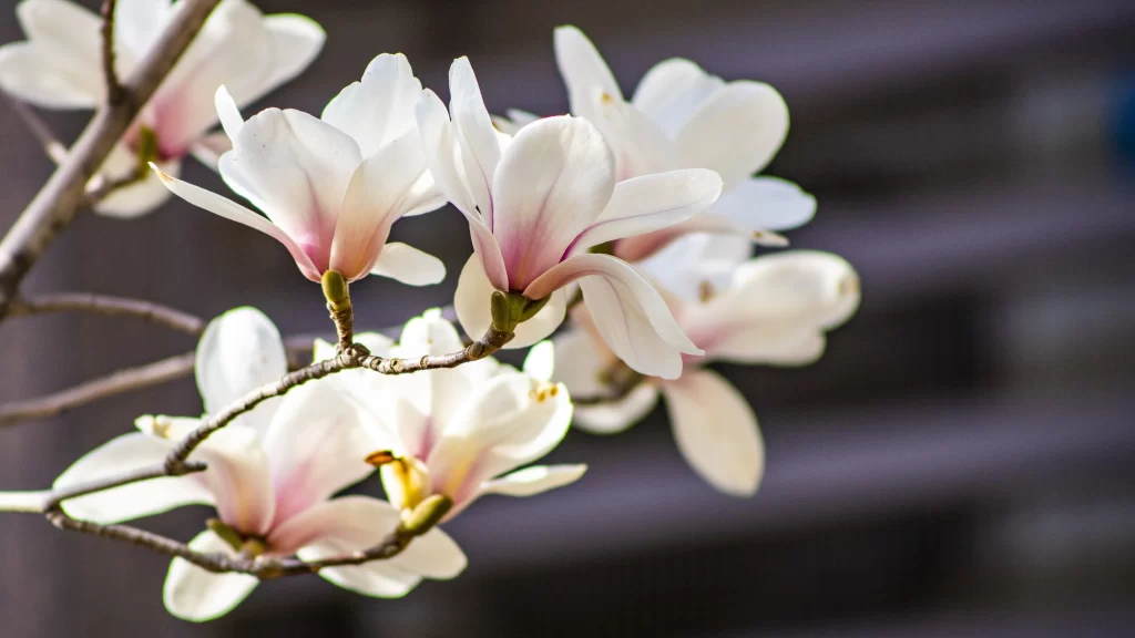 White Magnolia Petals Blooming Branch