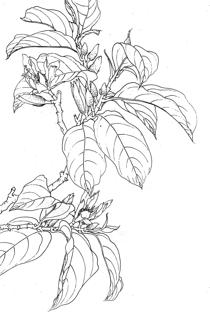 White Michelia Chinese Line Drawing Botanical Art