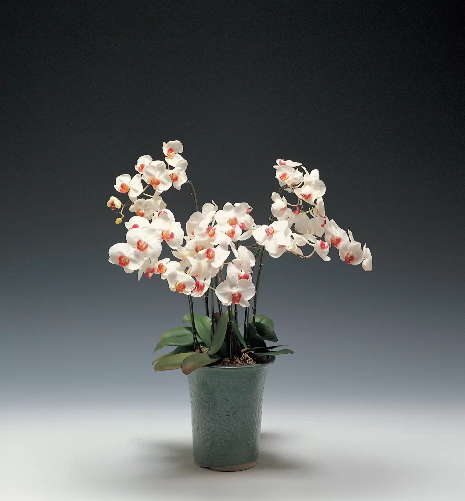 White Orchid Blooms Petals Green Pot