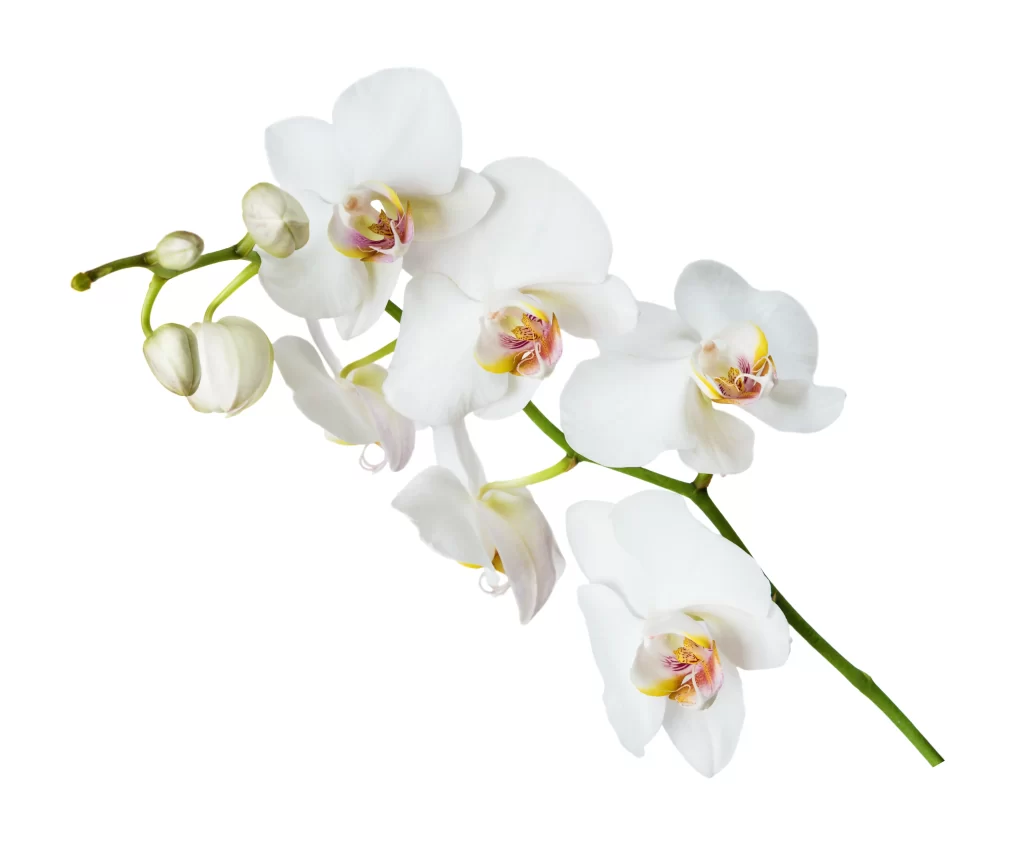 White Orchid Blooms Petals Yellow Pink Center