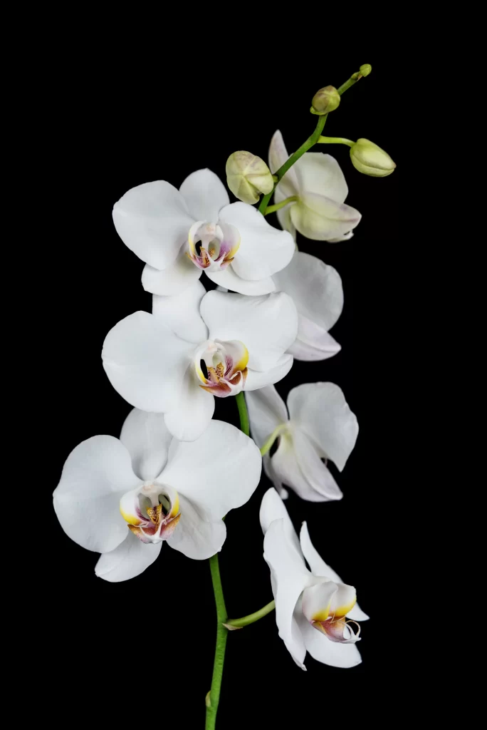 White Orchid Blooms Petals Yellow Center