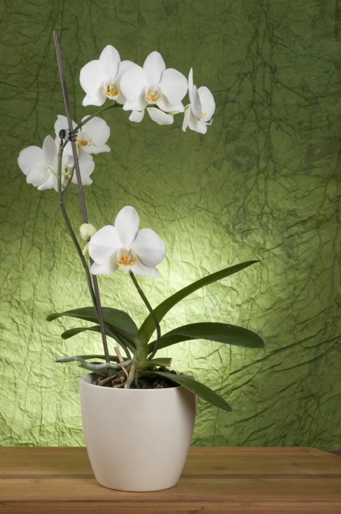 White Orchid Blooms Petals Green Background