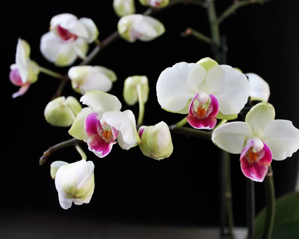 White Orchid Blooms Petals Pink Centers