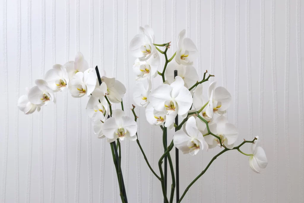 White Orchid Petals Blooms Green Stems
