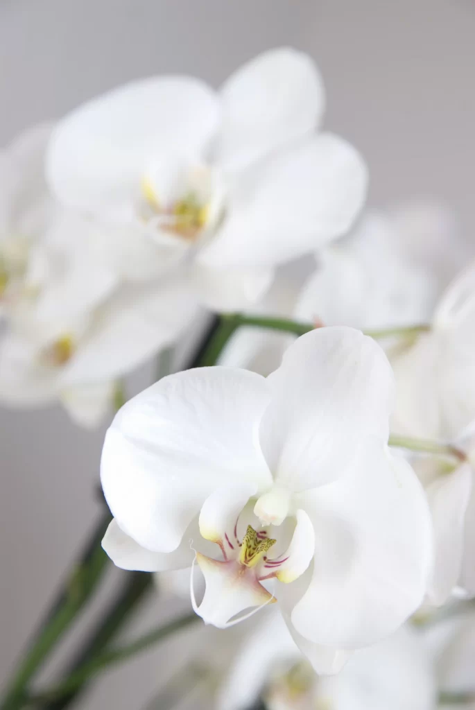 White Orchid Petals Bloom Yellow Center