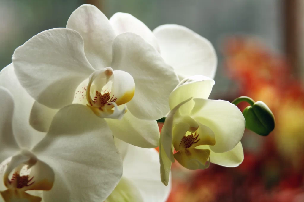 White Orchid Petals Bloom Bud