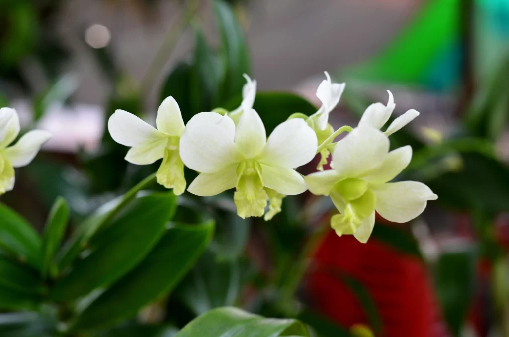 White Orchid Petals Blooming Green warm Leaves