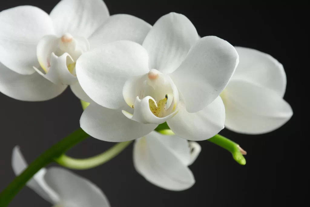 White Orchid Petals Blooming Graceful