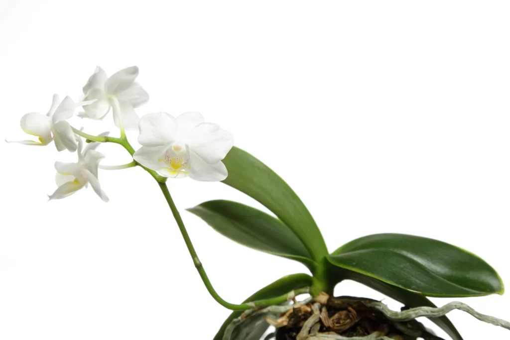 White Orchid Petals Blooming Green Leaves