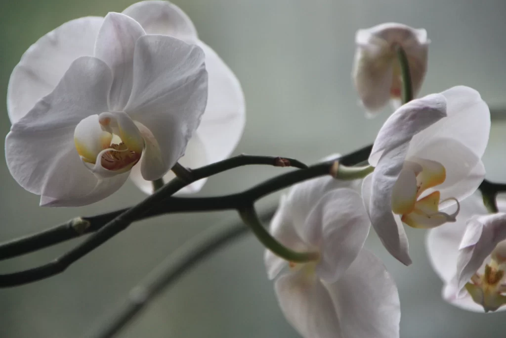White Orchid Petals Bloom Stem