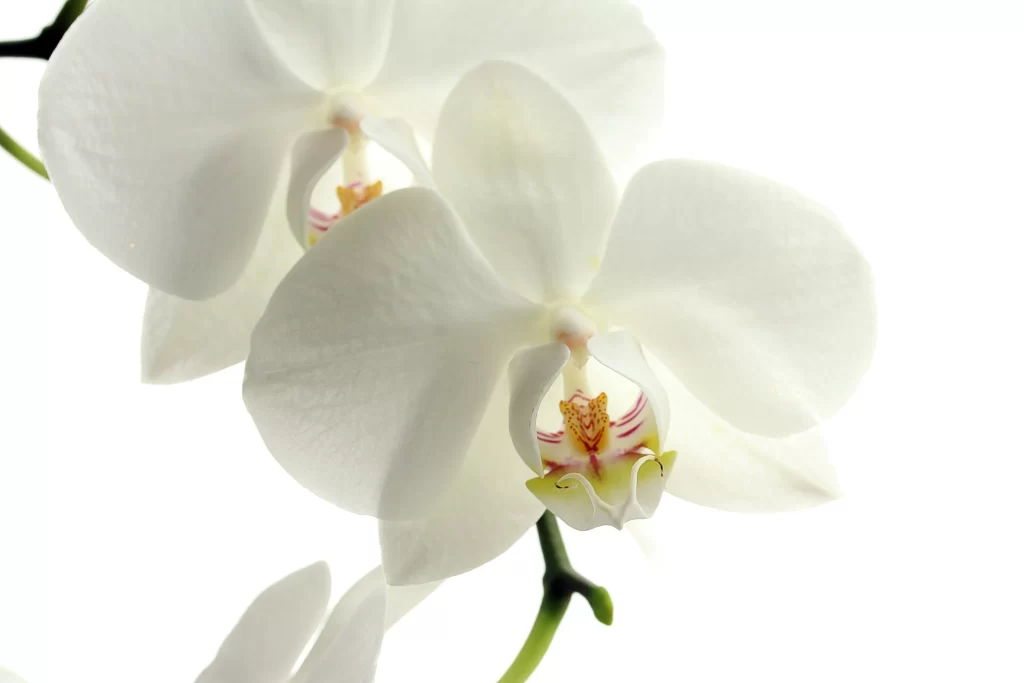 White Orchid Petals Bloom Central Yellow Red