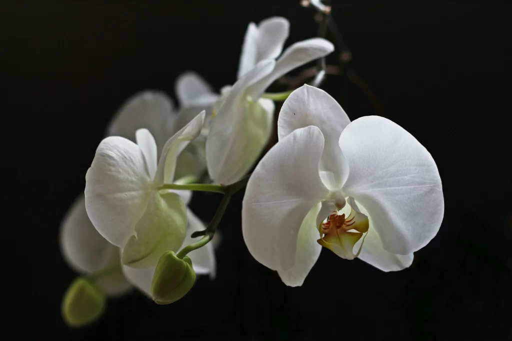 White Orchid Petals Bud Yellow Center