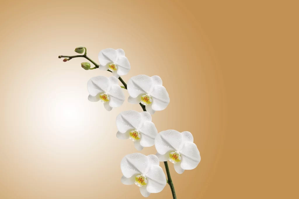 White Orchid Petals Dewdrops Graceful