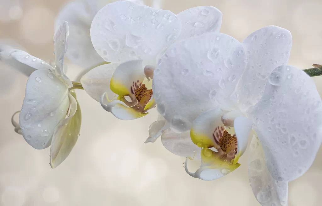 White Orchid Petals Dewdrops Yellow Center