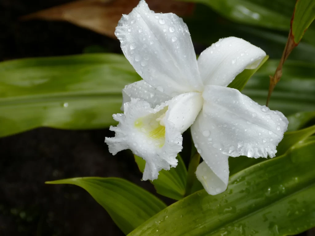 White Orchid Petals Dewdrops Green Leaves