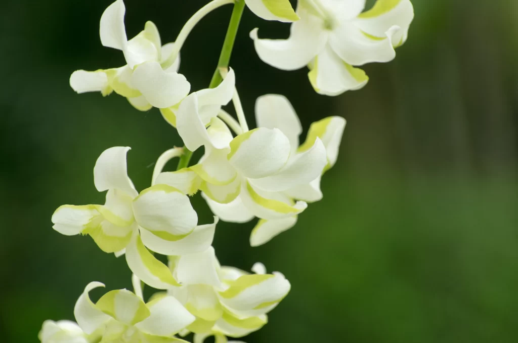 White Orchid Petals Graceful Green