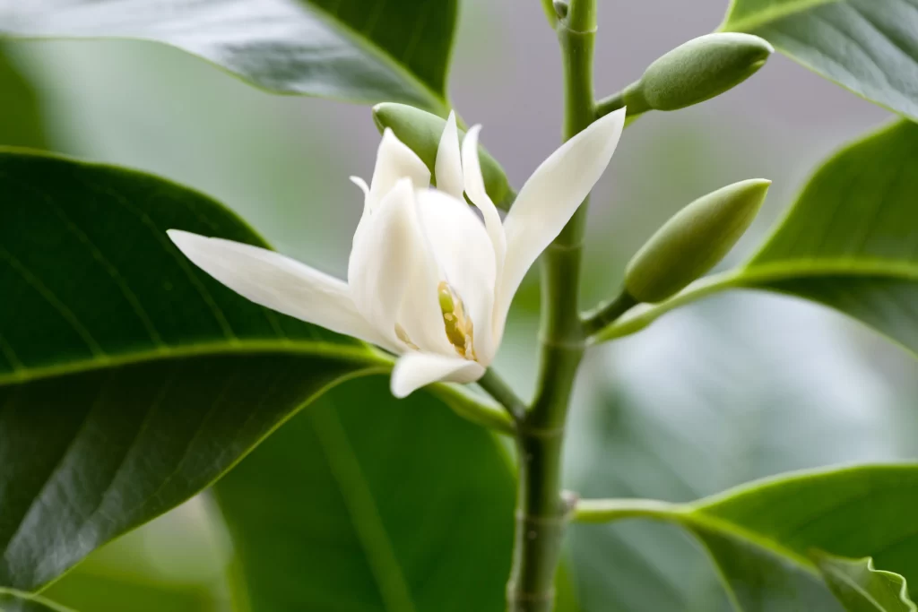 White Orchid Petals Green Leaves