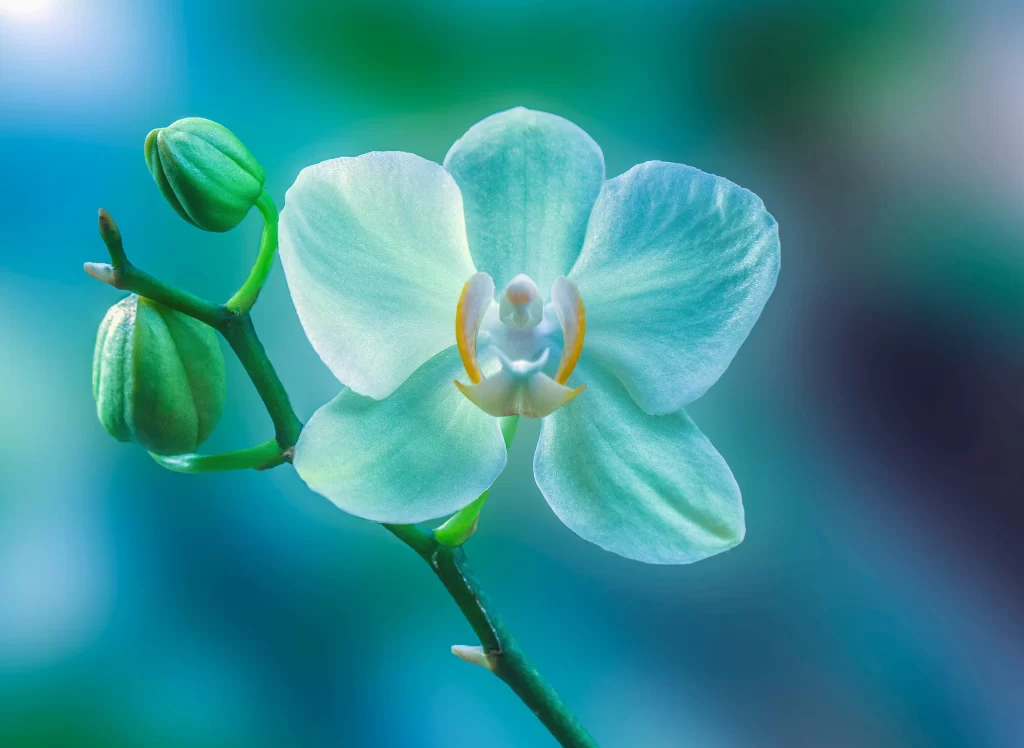 White Orchid Petals Green Bud